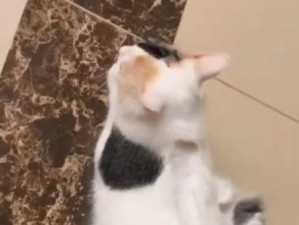 猫咪铲子出装攻略大全最新——打造完美的猫咪生活环境（从铲子的材质到设计，你需要知道的一切！）