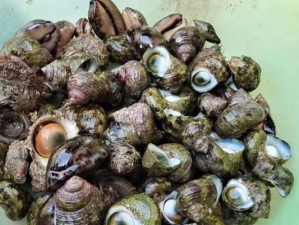探索西岛的赶海攻略技巧（揭秘西岛赶海技能，让你成为赶海高手）