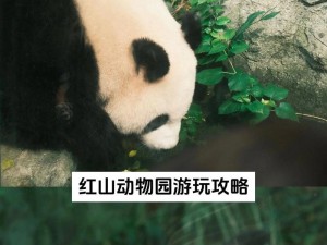 天空之舞2攻略（一场关于飞行与勇气的冒险之旅）